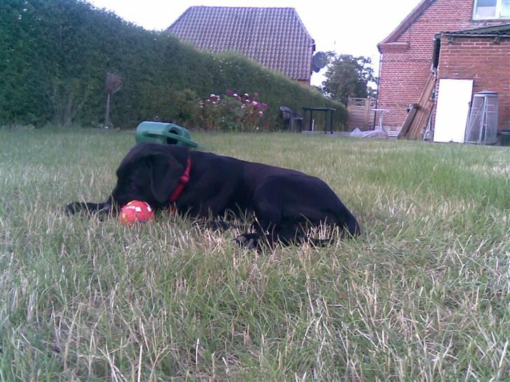 Blanding af racer Ziggi *R.I.P* billede 6