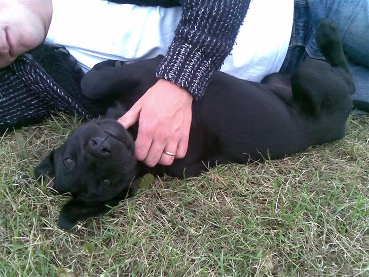 Blanding af racer Ziggi *R.I.P* billede 7