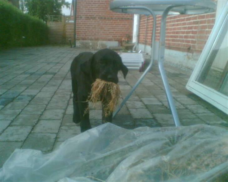 Blanding af racer Ziggi *R.I.P* billede 8