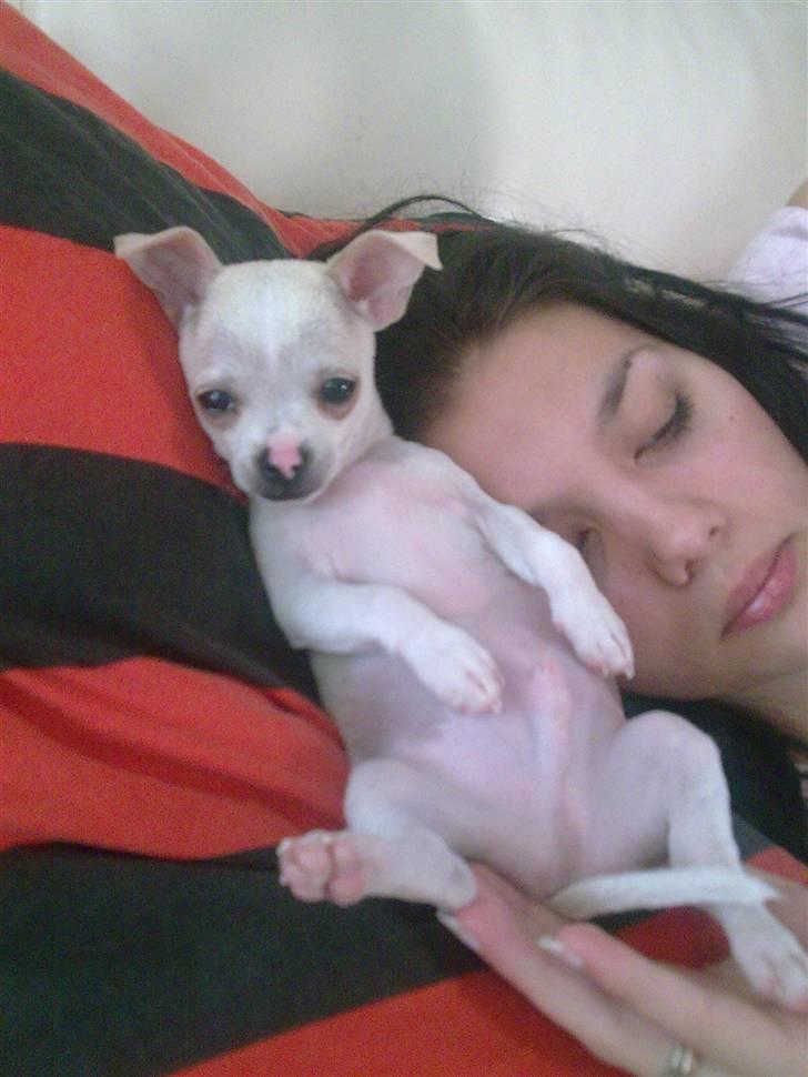 Chihuahua Luigi - Yndlingsbeskæftigelsen er at sove og putte :o) billede 7