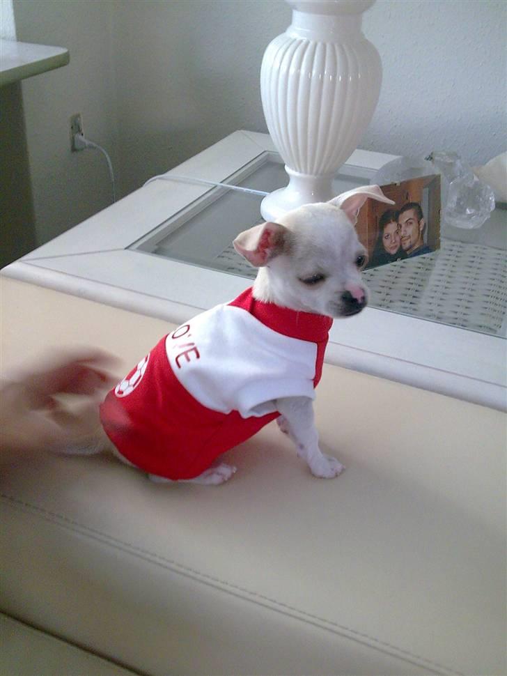 Chihuahua Luigi billede 8