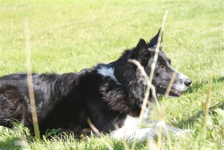 Border collie Bibbi :D  - Bibbe er glad :D  billede 1