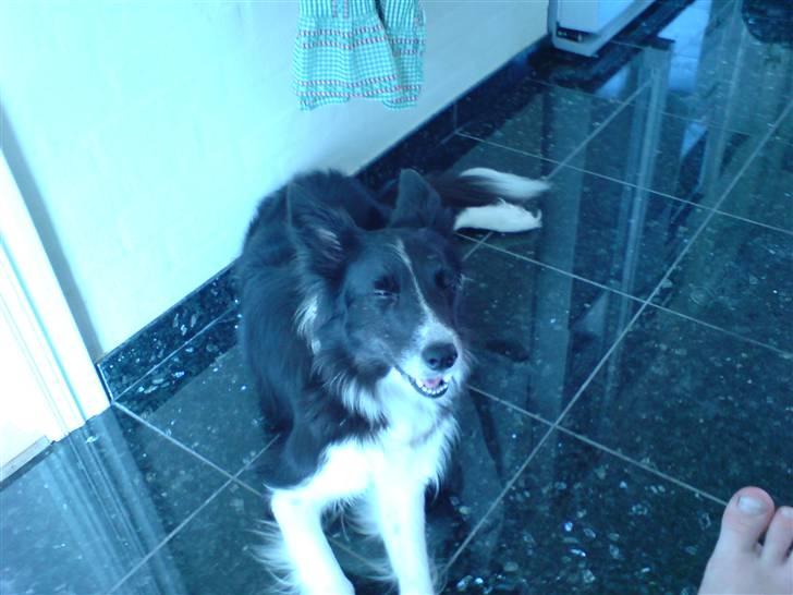 Border collie Bibbi :D  billede 2