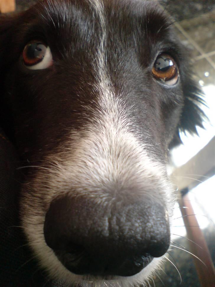 Border collie Bibbi :D  - Nuuh :I billede 3