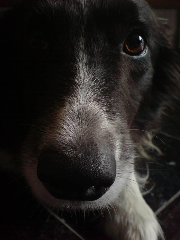 Border collie Bibbi :D  billede 4