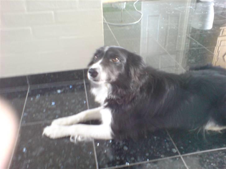 Border collie Bibbi :D  billede 5
