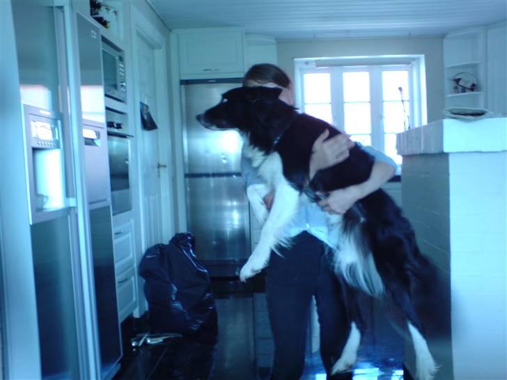 Border collie Bibbi :D  billede 6