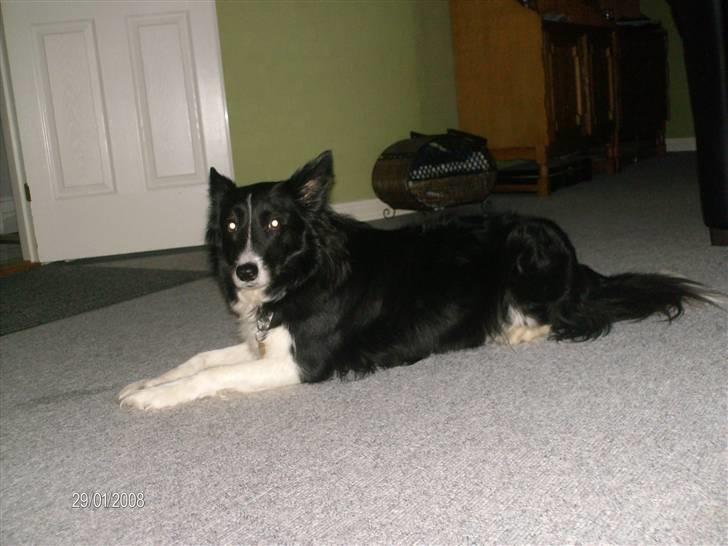 Border collie Bibbi :D  - Bibbi springer op i armene på min søster :b  billede 7