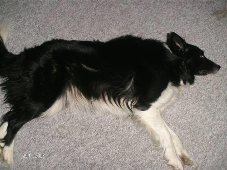 Border collie Bibbi :D  - Bibbi spiller død :D  billede 8