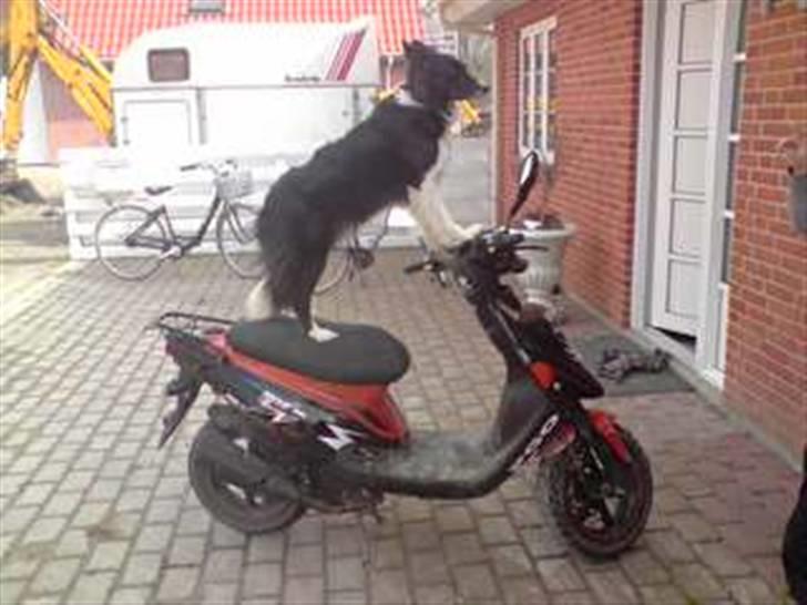 Border collie Bibbi :D  - Scooter dog d:  billede 9