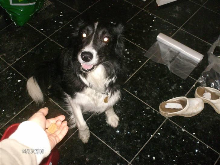 Border collie Bibbi :D  - den vil jeg meget gerne have :D  billede 10
