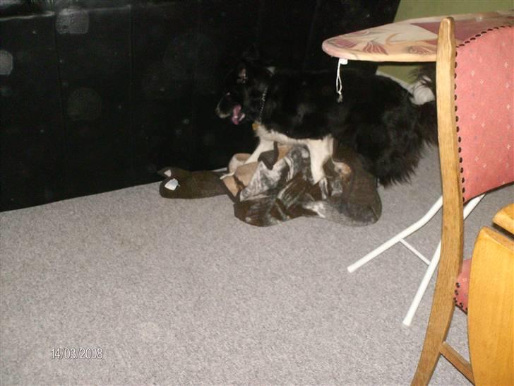 Border collie Bibbi :D  billede 11