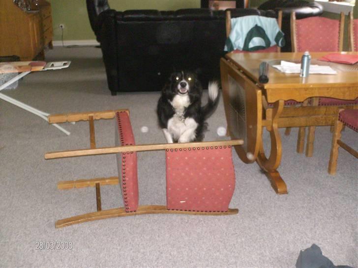 Border collie Bibbi :D  - bibbi springer :b  billede 12