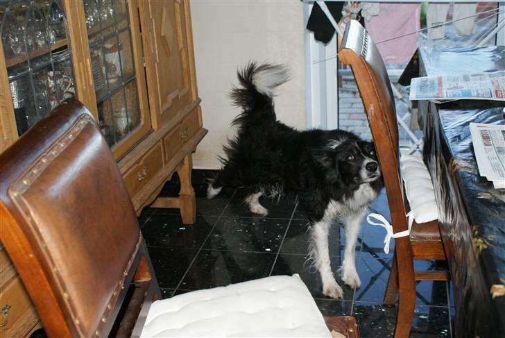 Border collie Bibbi :D  - godmorgen :D  billede 13