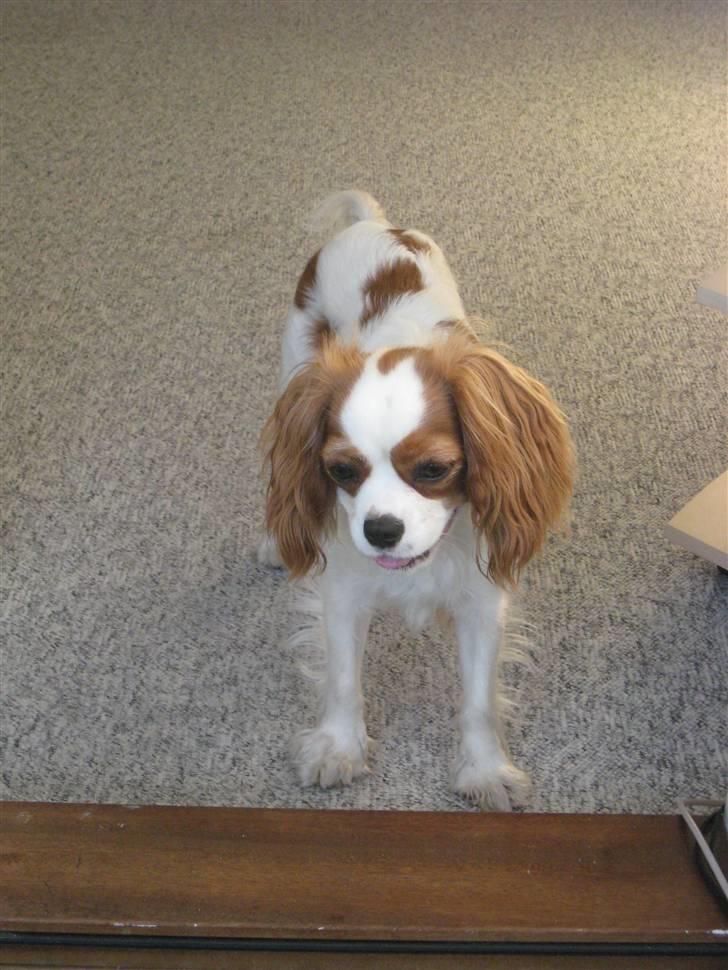 Cavalier king charles spaniel Molly billede 6