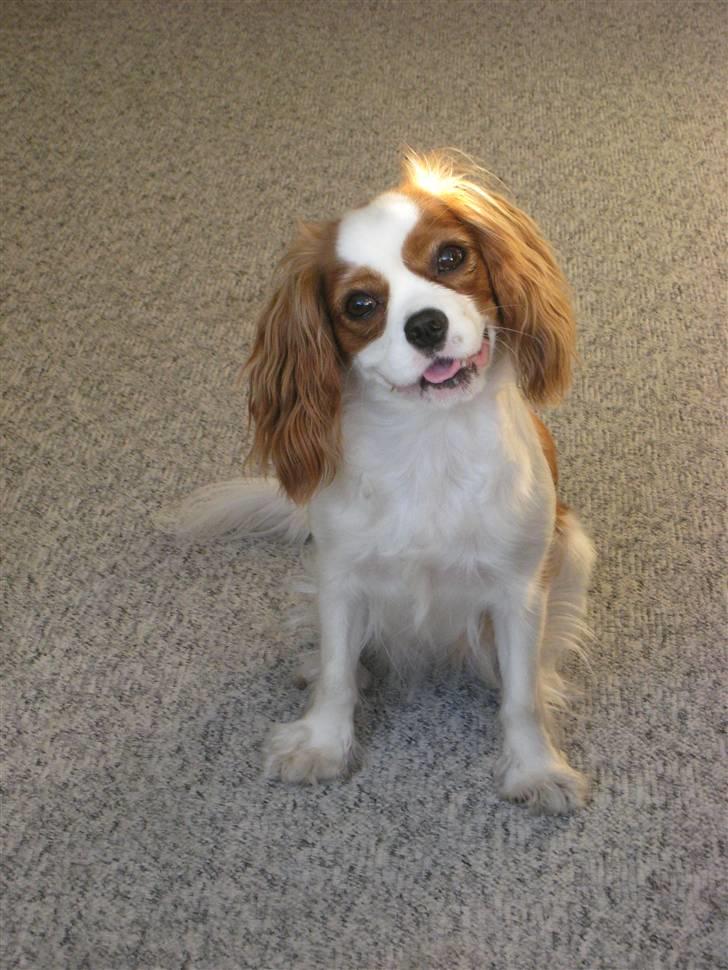 Cavalier king charles spaniel Molly billede 7