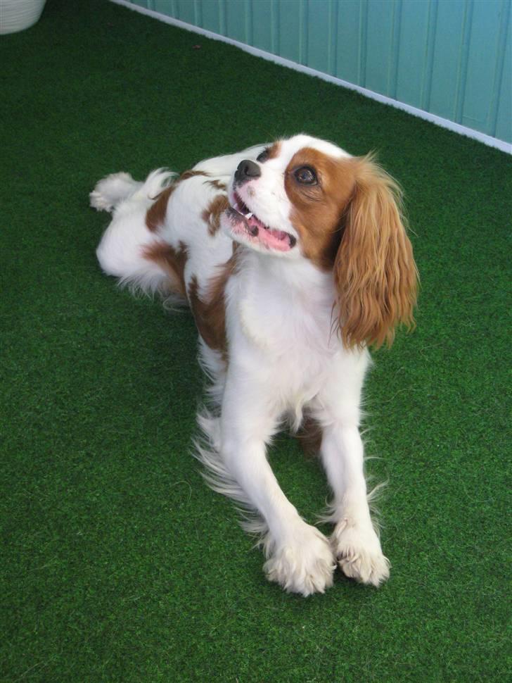 Cavalier king charles spaniel Molly billede 8