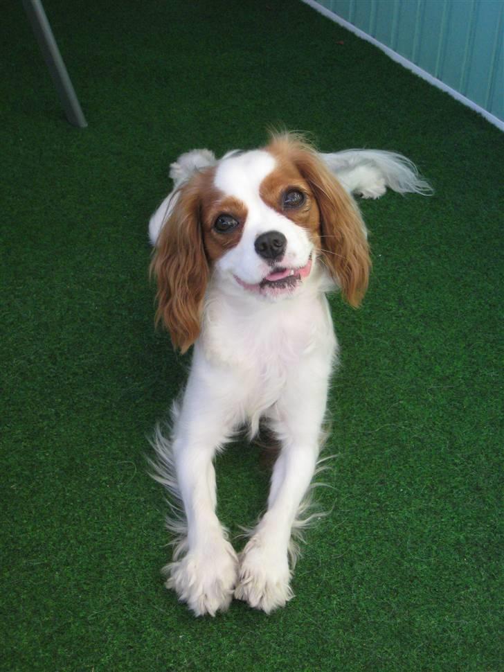 Cavalier king charles spaniel Molly billede 9