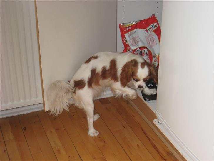 Cavalier king charles spaniel Molly - Mums godbidder billede 10