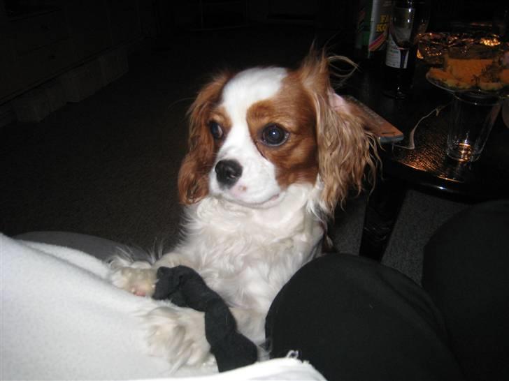 Cavalier king charles spaniel Molly billede 11