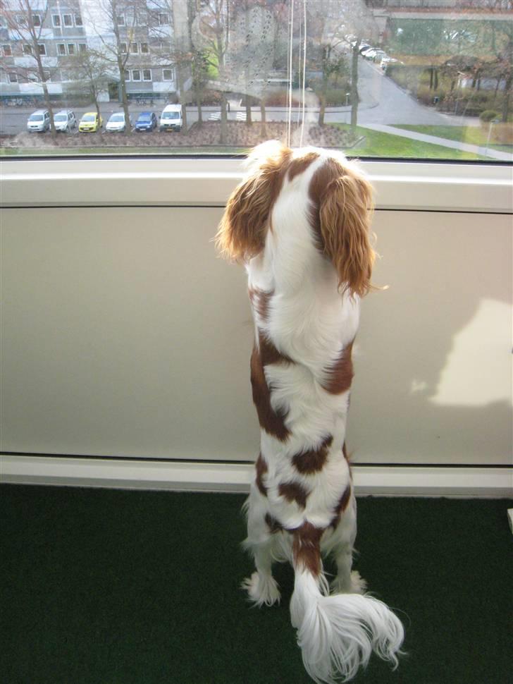 Cavalier king charles spaniel Molly billede 12