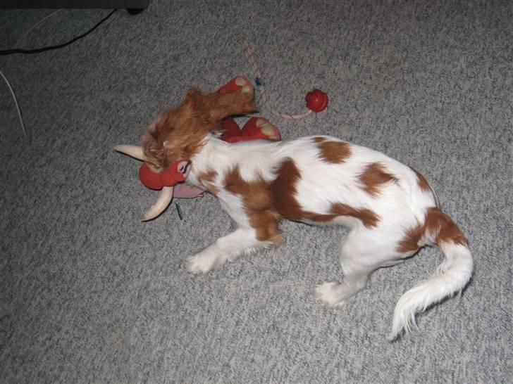Cavalier king charles spaniel Molly - Så bliver der leget billede 13