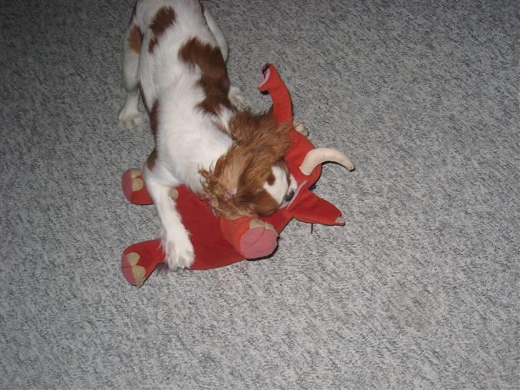 Cavalier king charles spaniel Molly billede 14