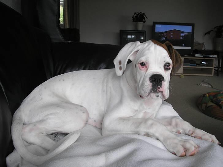 Boxer Laban  billede 1