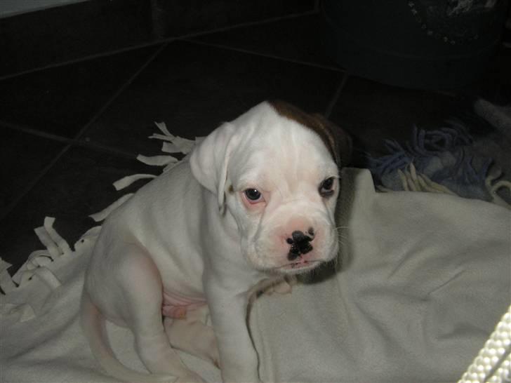 Boxer Laban  billede 2