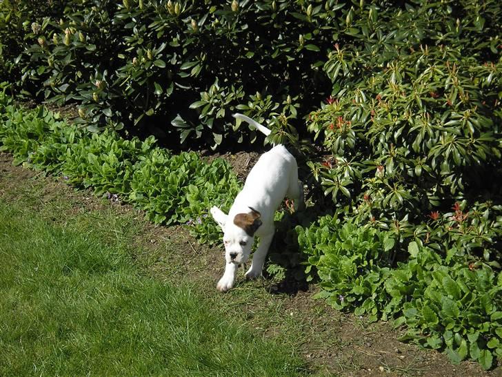 Boxer Laban  - På vej ud af den store Rododendron jungle billede 3