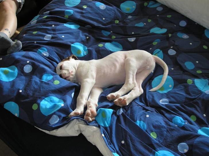 Boxer Laban  - Så fik man lige en plads i sengen da der ikk var nogen der kiggede billede 4