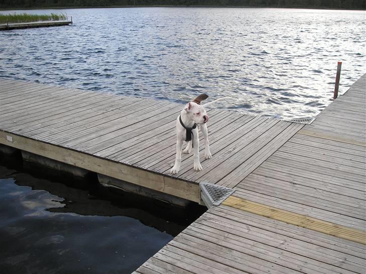 Boxer Laban  - men det smager nu meget godt. billede 5