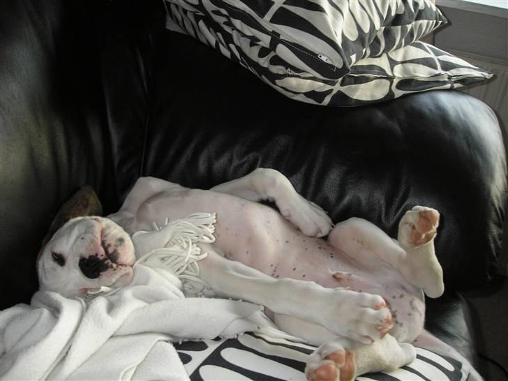 Boxer Laban  - privat pladsen i sofaen....zzzzzzzzzz billede 6