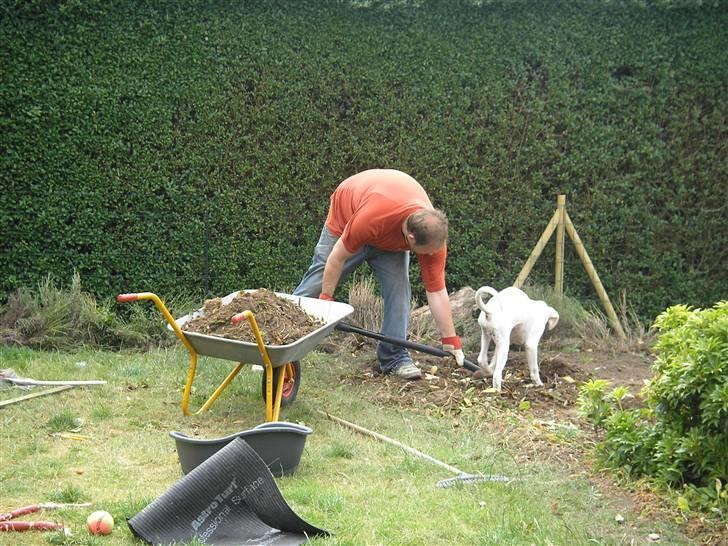 Boxer Laban  - er det noget jeg kan hjælpe med, far?? billede 7