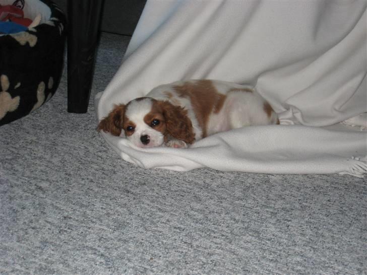 Cavalier king charles spaniel Molly billede 15