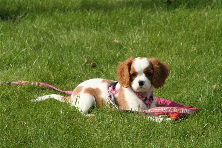 Cavalier king charles spaniel Molly billede 16