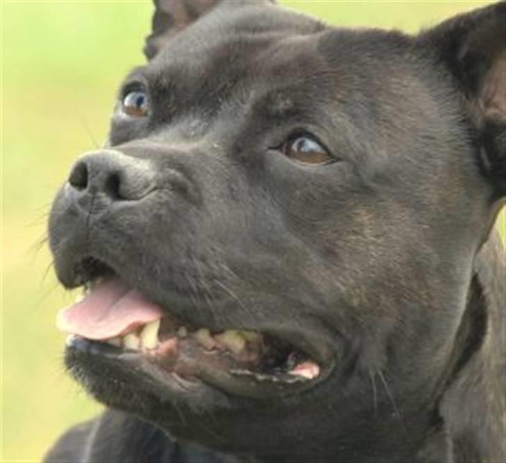 Staffordshire bull terrier Yasmin billede 9