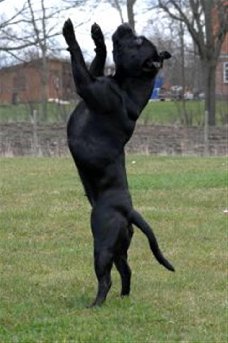 Staffordshire bull terrier Yasmin billede 10