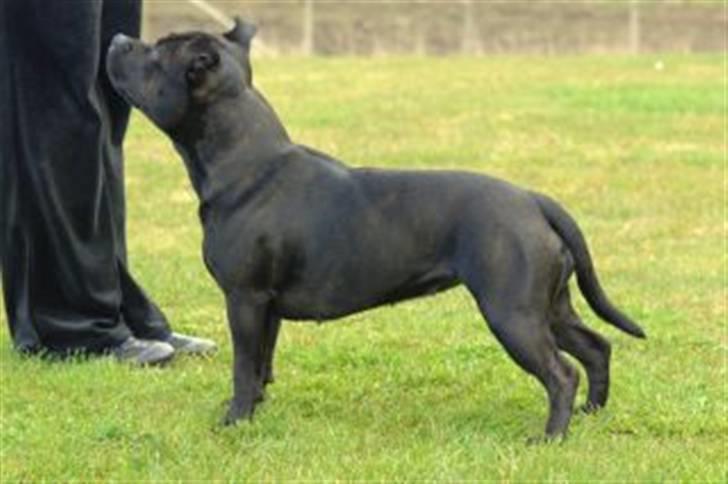 Staffordshire bull terrier Yasmin billede 11