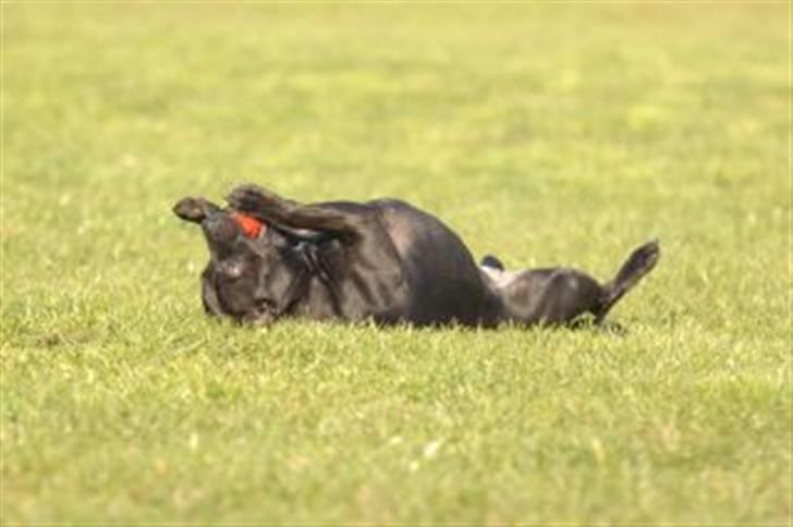 Staffordshire bull terrier Yasmin billede 12