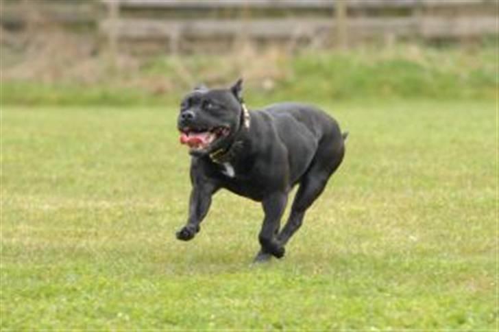 Staffordshire bull terrier Yasmin billede 13
