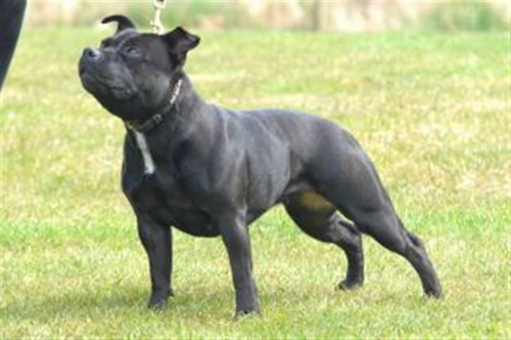 Staffordshire bull terrier Yasmin billede 14