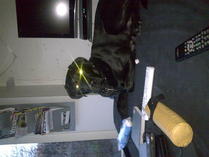 Blanding af racer Kenzo billede 12