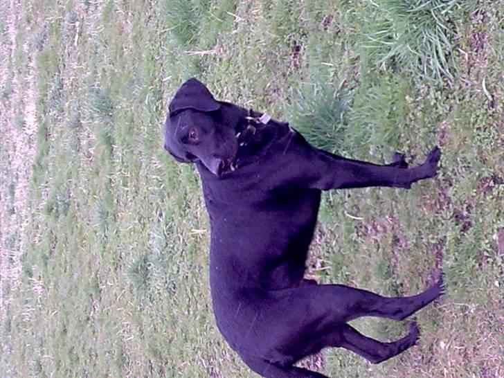 Blanding af racer Kenzo billede 13