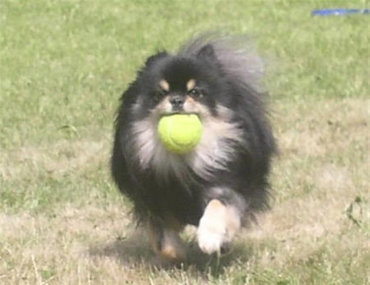 Pomeranian Gizmo billede 2