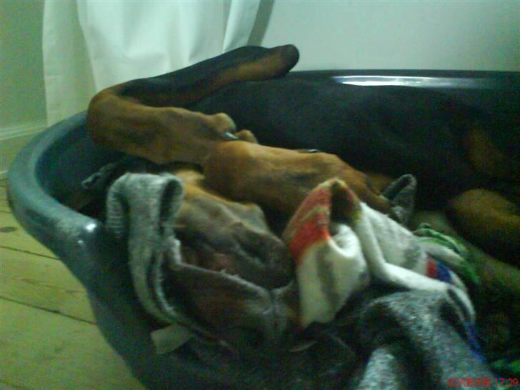 Dobermann Puma, hvil i fred  - Snork! billede 12