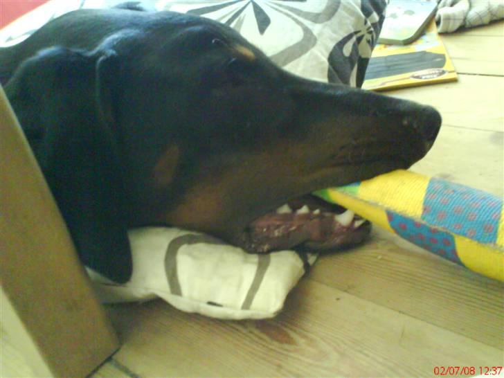 Dobermann Puma, hvil i fred  - Jeg er faldet i søvn på en pude med min tyggedims i munden billede 13