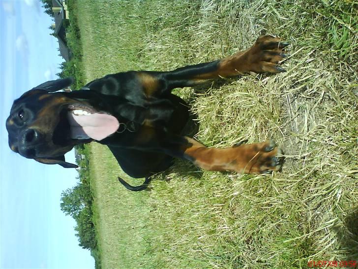 Dobermann Puma, hvil i fred  - Tager en pause fra en god løbetur billede 14