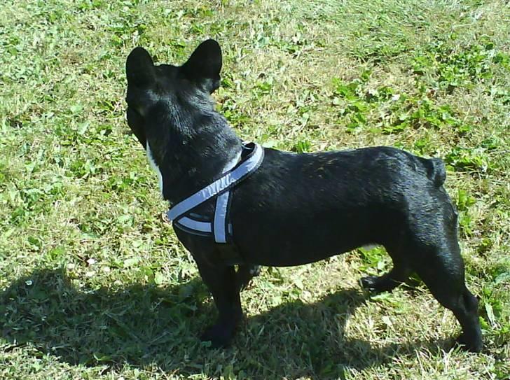 Fransk bulldog Cæsar - Kommer der mon nogen .... billede 12