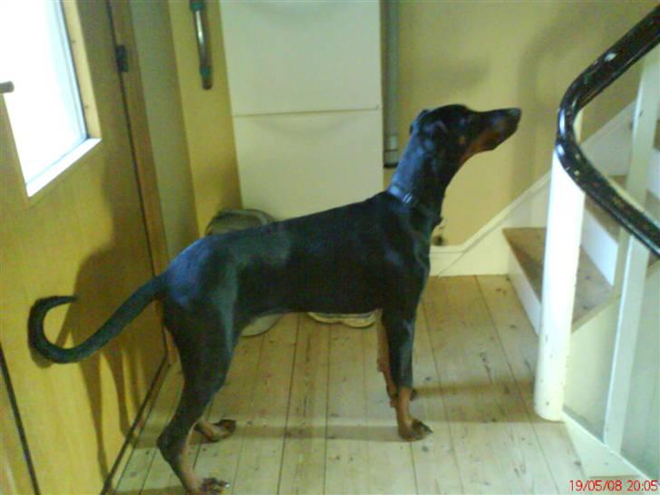 Dobermann Puma, hvil i fred  - Kom nu ned og leg med mig, børn!! Please! billede 15